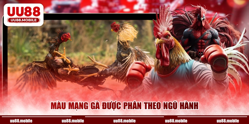 Màu mạng gà được phân theo ngũ hành